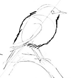 Robin redbreast drawing tutorial