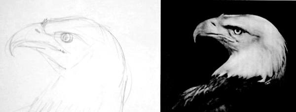 Bald Eagle Drawing Sketch Printed Owl poster prints png  PNGEgg
