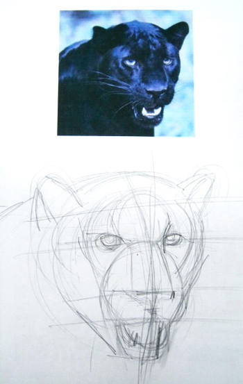 Speed Drawing of a Black Panther How to Draw Time Lapse Art Video Colored  Pencil Illustration Artwork Draw Realism - video Dailymotion
