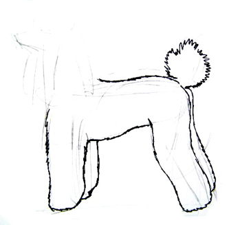 Poodle step by step drawing lesson