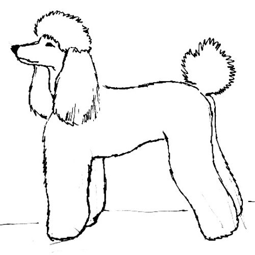 Poodle line drawing