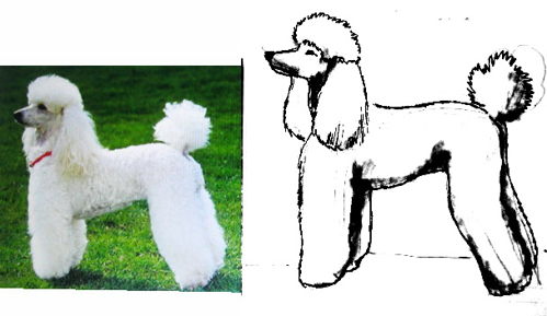 How to draw f Poodle