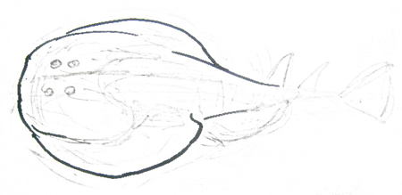 Electric ray body drawing