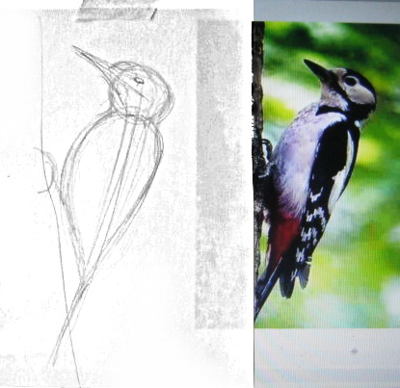 How to Draw a ﻿Downy Woodpecker