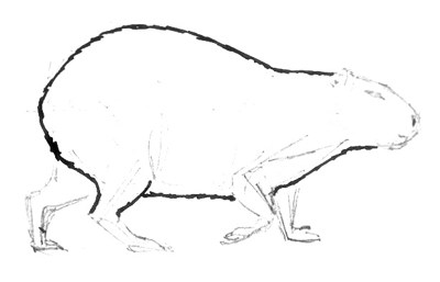 Capybara drawing lesson