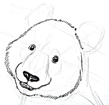 Panda face drawing lesson