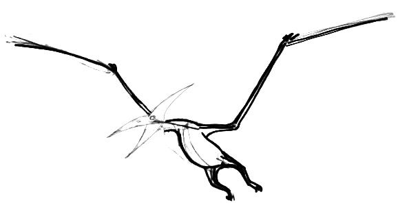 Pteranodon drawing step by-step