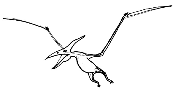 Pteranodon drawing for kids