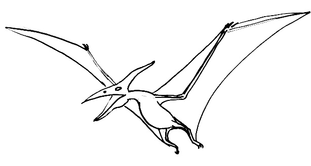 Pteranodon line drawing