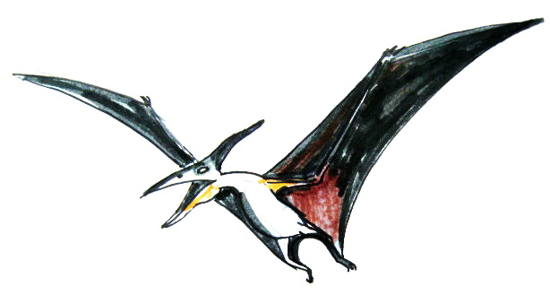 Pterodactyl- ptranodon drawing