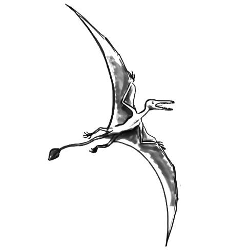 Pterodactul drawing-13