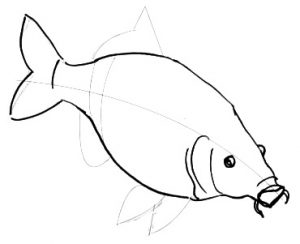 Carp fish drawing step by step