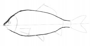 Carp body drawing