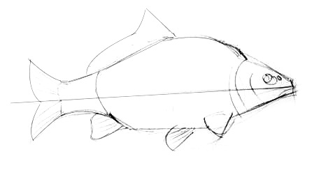Carp fish pencil drawing