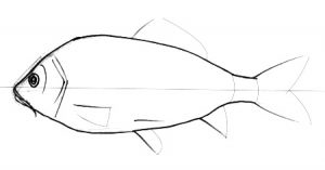 How to draw a Carp fish