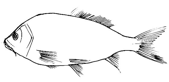 Carp outline(coloring picture)