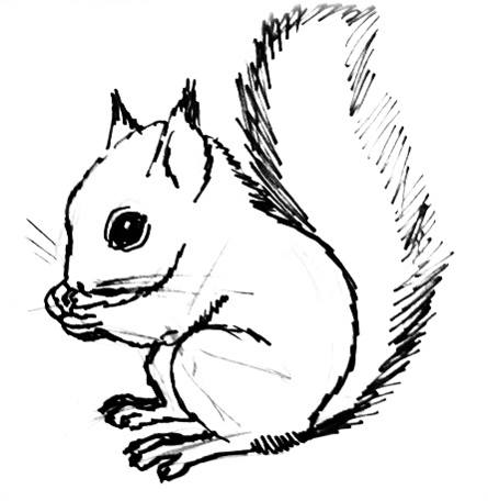 Sitting Squirrel drawing