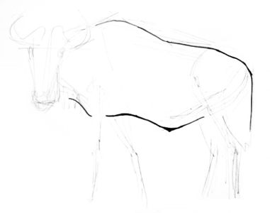 Antelope gnu drawing