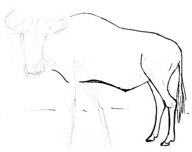 Antelope gnu drawing step by step