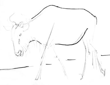 Antelope gnu step by step drawing