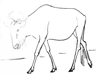 Antelope gnu drawing tutorial